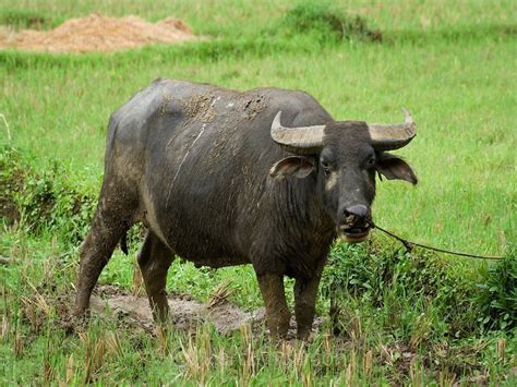 Carabao kills farmer .